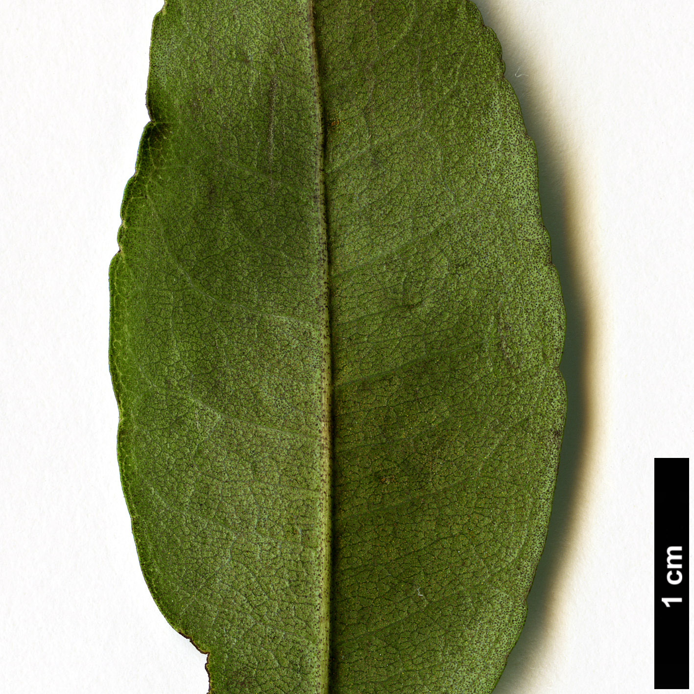 High resolution image: Family: Myricaceae - Genus: Morella - Taxon: faya